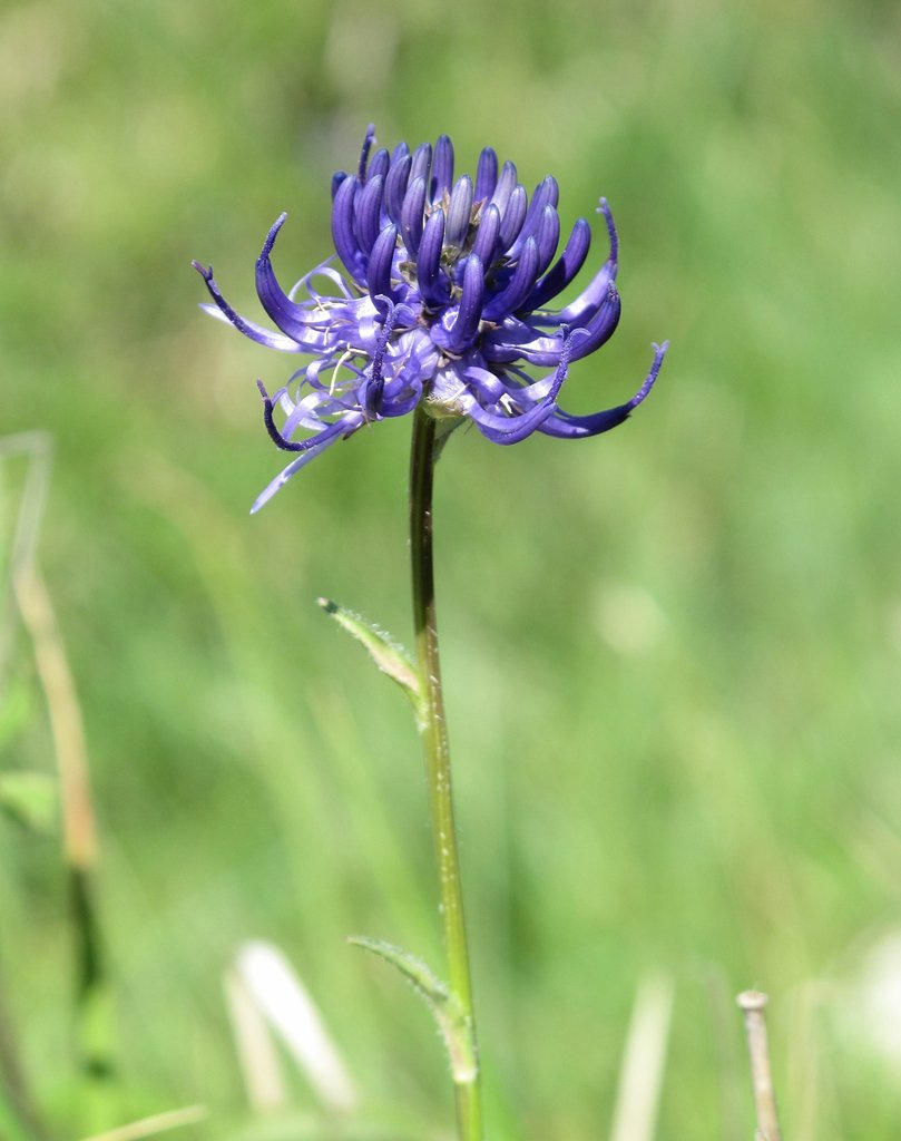 Phyteuma orbiculare